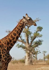 Visiting Bandia Wildlife Reserve, Senegal