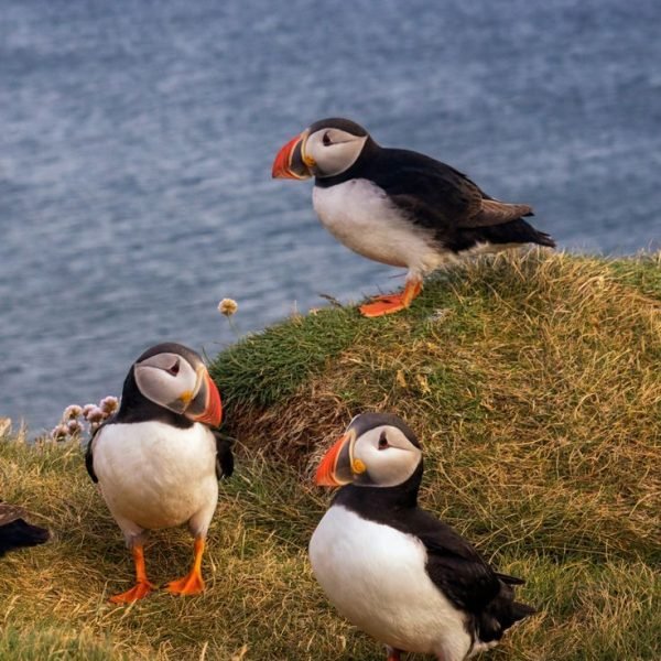 19 Best Things To Do In Vik, Iceland (Iceland Travel Guide)