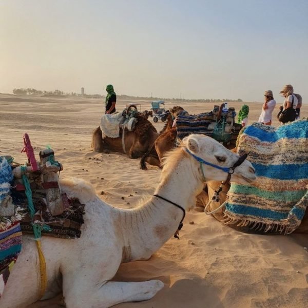 A camel on a Sahara Desert in Tunisia 🐪💕❤🥰