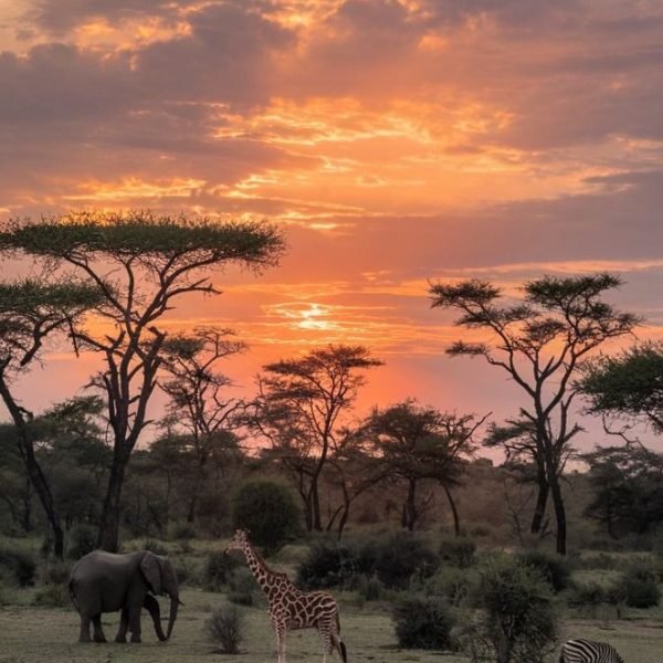 African Savanna Sunset