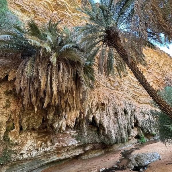 Best tours in mauritania,