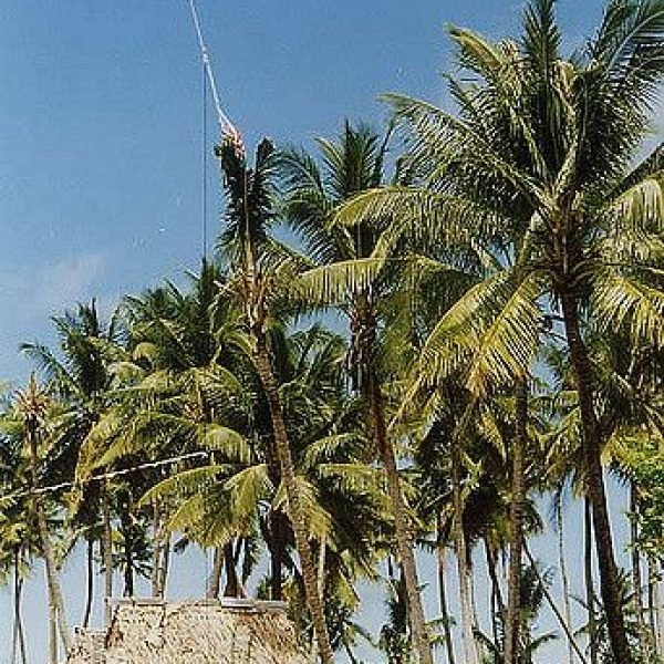 Kiribati palms _ Kiribati 2003