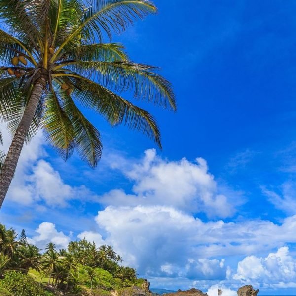 Martin's Bay, Barbados