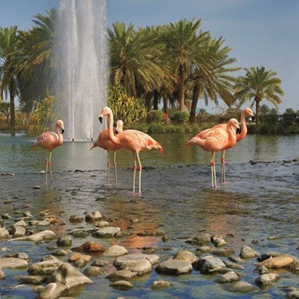 The Ritz-Carlton, Bahrain Resort _ Luxury Hotel in Bahrain Resort