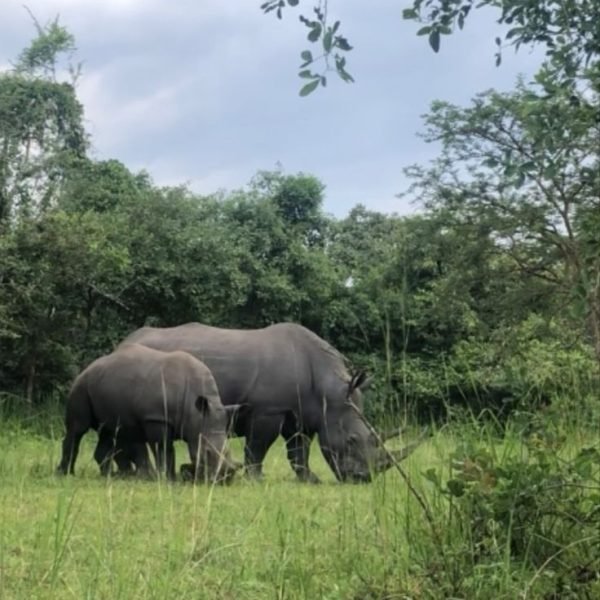 Volunteer with Rhinos in Uganda, Africa