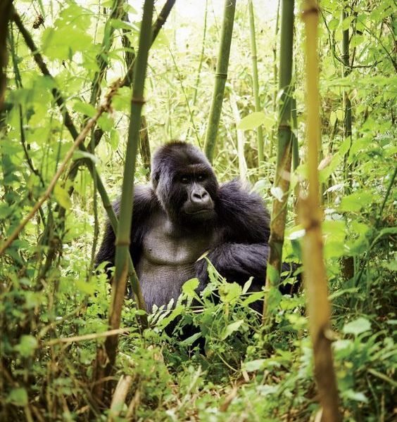 Congo (Republic of the Congo)