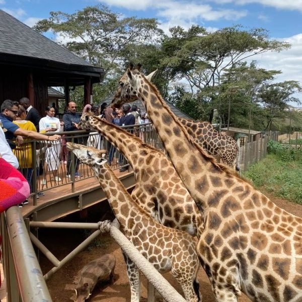 #giraffes #safari #kenya #african…