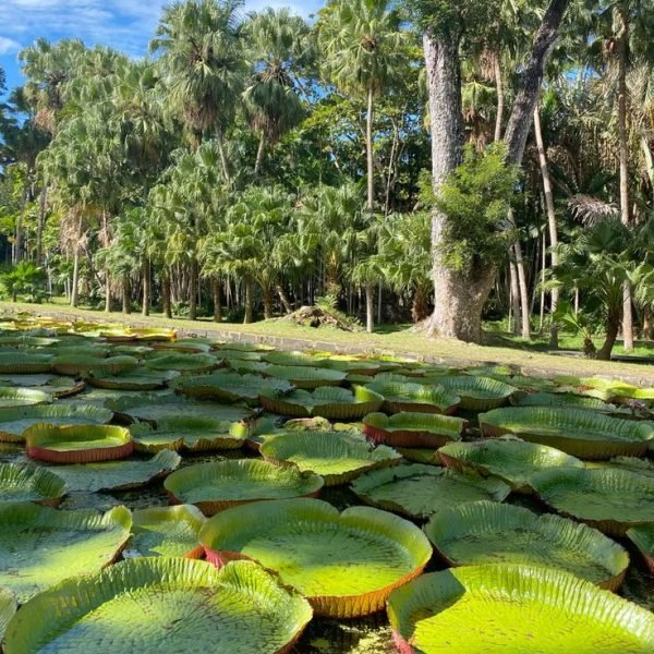 #mauritius